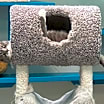 Thumbnail photo of Dwight-FIV+ #1