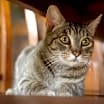 Thumbnail photo of Cassie #4