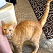 Thumbnail photo of Garfield Wallace #2