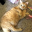 Thumbnail photo of Garfield Wallace #3