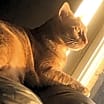 Thumbnail photo of Garfield Wallace #4