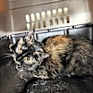 Thumbnail photo of Caramel #2