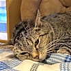 Thumbnail photo of Mary Jane #2