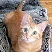 Thumbnail photo of Ginger boy #the-sweetest #2