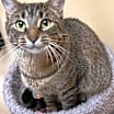 Thumbnail photo of Alice #1
