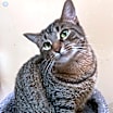 Thumbnail photo of Alice #2