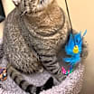 Thumbnail photo of Alice #3