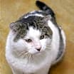 Thumbnail photo of Buster #4