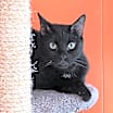 Thumbnail photo of Abe #2