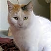 Thumbnail photo of Rosie #1