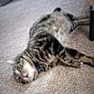 Thumbnail photo of Blitzen #3