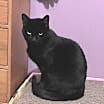 Thumbnail photo of JiJi #3