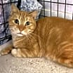 Thumbnail photo of Morris #1