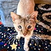 Thumbnail photo of Sassy DC #1