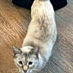 Thumbnail photo of Sassy DC #3