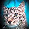 Thumbnail photo of Devin #1