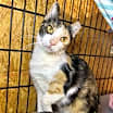 Thumbnail photo of Apricot #1