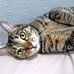 Thumbnail photo of Marley #1