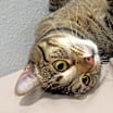 Thumbnail photo of Marley #3