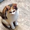 Thumbnail photo of SPRINKLES #1