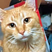 Thumbnail photo of Squeaks #1