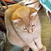 Thumbnail photo of Squeaks #3