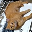 Thumbnail photo of Squeaks #4