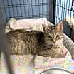 Thumbnail photo of Lacey #1
