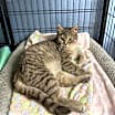 Thumbnail photo of Lacey #3