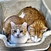 Thumbnail photo of Nutmeg #1