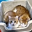 Thumbnail photo of Nutmeg #2