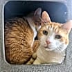 Thumbnail photo of Petie #1
