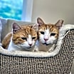 Thumbnail photo of Petie #3