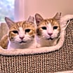 Thumbnail photo of Petie #4