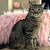 Thumbnail photo of Nutella (Kitty) #2