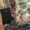 Thumbnail photo of Nutella (Kitty) #3