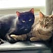 Thumbnail photo of Peanut Butter (Kitty) #1