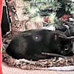 Thumbnail photo of Peanut Butter (Kitty) #2