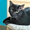 Thumbnail photo of Peanut Butter (Kitty) #4
