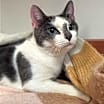 Thumbnail photo of Queenie #1
