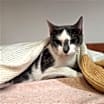 Thumbnail photo of Queenie #4