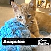Thumbnail photo of Acapulco #3