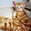 Thumbnail photo of Ellis #2