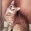 Thumbnail photo of Ginger boy #the-sweetest #3