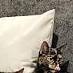 Thumbnail photo of OLIVE & GINGER (BONDED PAIR)(COURTESY POST) #1