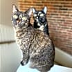 Thumbnail photo of OLIVE & GINGER (BONDED PAIR)(COURTESY POST) #2