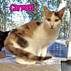 Thumbnail photo of Carmen #3
