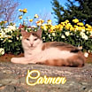Thumbnail photo of Carmen #4