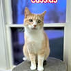 Thumbnail photo of Cassius #2