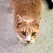 Thumbnail photo of Cassius #3